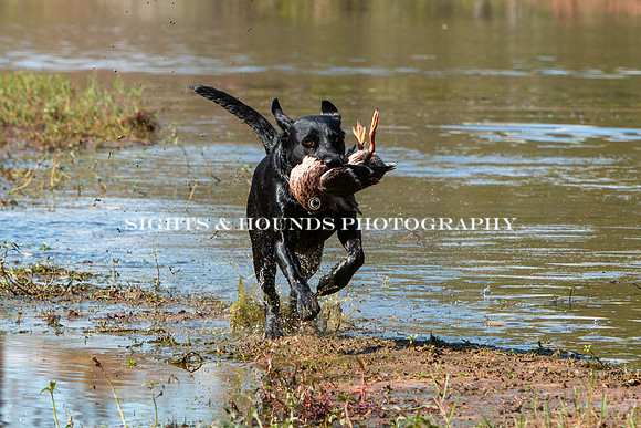 NEUSE RETRIEVER CLUB FALL HUNT TEST 2020