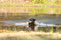 NEUSE RETRIEVER CLUB FALL HUNT TEST 2020