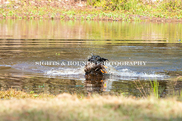 NEUSE RETRIEVER CLUB FALL HUNT TEST 2020