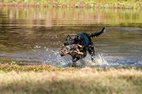 NEUSE RETRIEVER CLUB FALL HUNT TEST 2020