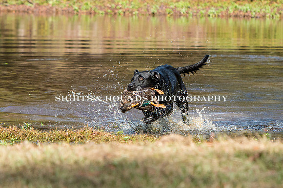 NEUSE RETRIEVER CLUB FALL HUNT TEST 2020