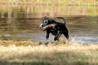 NEUSE RETRIEVER CLUB FALL HUNT TEST 2020