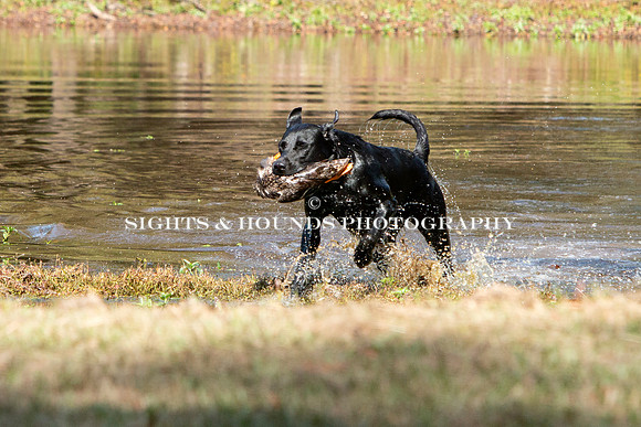 NEUSE RETRIEVER CLUB FALL HUNT TEST 2020