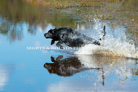 NEUSE RETRIEVER CLUB FALL HUNT TEST 2020