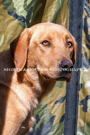 NEUSE RETRIEVER CLUB FALL HUNT TEST 2020