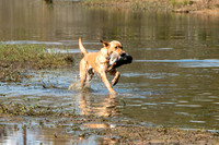 NEUSE RETRIEVER CLUB FALL HUNT TEST 2020