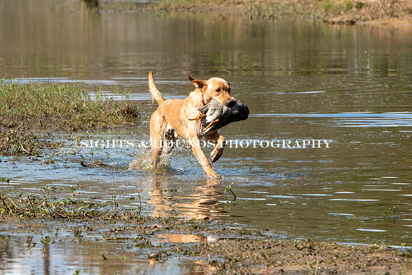 NEUSE RETRIEVER CLUB FALL HUNT TEST 2020