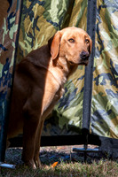 NEUSE RETRIEVER CLUB FALL HUNT TEST 2020