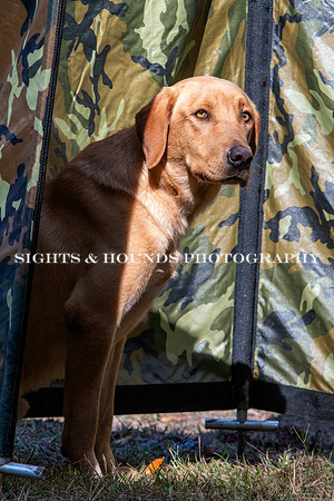 NEUSE RETRIEVER CLUB FALL HUNT TEST 2020