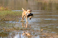 NEUSE RETRIEVER CLUB FALL HUNT TEST 2020