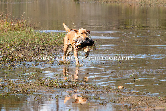 NEUSE RETRIEVER CLUB FALL HUNT TEST 2020