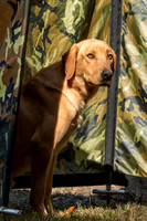 NEUSE RETRIEVER CLUB FALL HUNT TEST 2020