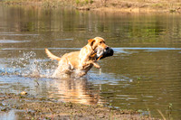 NEUSE RETRIEVER CLUB FALL HUNT TEST 2020