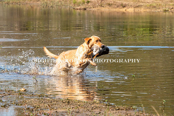 NEUSE RETRIEVER CLUB FALL HUNT TEST 2020