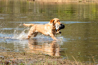 NEUSE RETRIEVER CLUB FALL HUNT TEST 2020