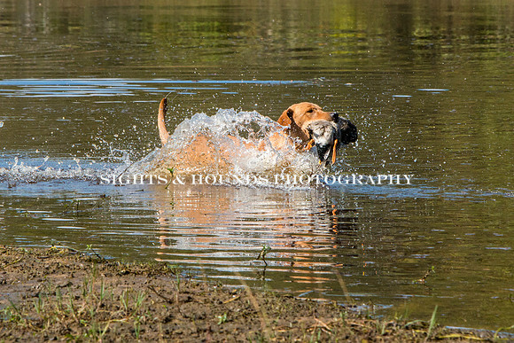 NEUSE RETRIEVER CLUB FALL HUNT TEST 2020