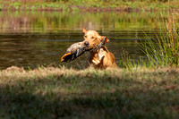 NEUSE RETRIEVER CLUB FALL HUNT TEST 2020