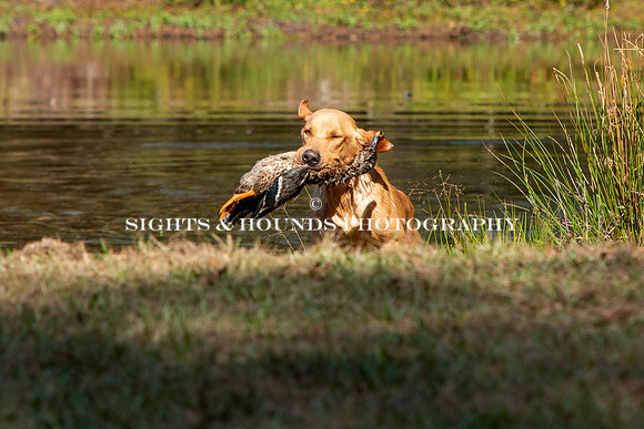 NEUSE RETRIEVER CLUB FALL HUNT TEST 2020