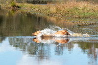 NEUSE RETRIEVER CLUB FALL HUNT TEST 2020