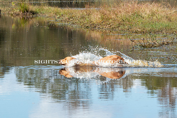NEUSE RETRIEVER CLUB FALL HUNT TEST 2020
