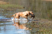 NEUSE RETRIEVER CLUB FALL HUNT TEST 2020