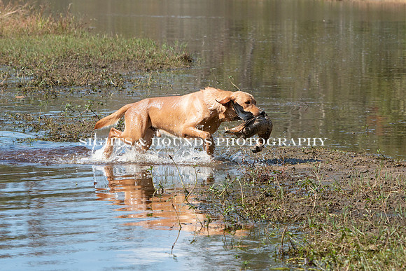 NEUSE RETRIEVER CLUB FALL HUNT TEST 2020