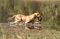 NEUSE RETRIEVER CLUB FALL HUNT TEST 2020