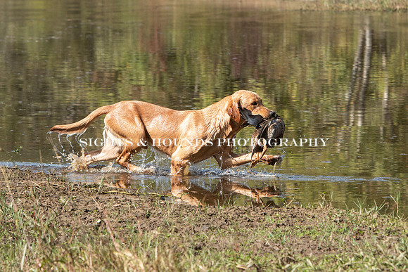 NEUSE RETRIEVER CLUB FALL HUNT TEST 2020