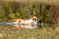 NEUSE RETRIEVER CLUB FALL HUNT TEST 2020