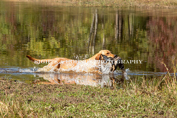 NEUSE RETRIEVER CLUB FALL HUNT TEST 2020
