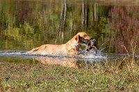 NEUSE RETRIEVER CLUB FALL HUNT TEST 2020