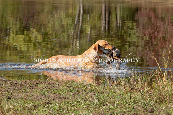 NEUSE RETRIEVER CLUB FALL HUNT TEST 2020