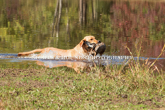NEUSE RETRIEVER CLUB FALL HUNT TEST 2020