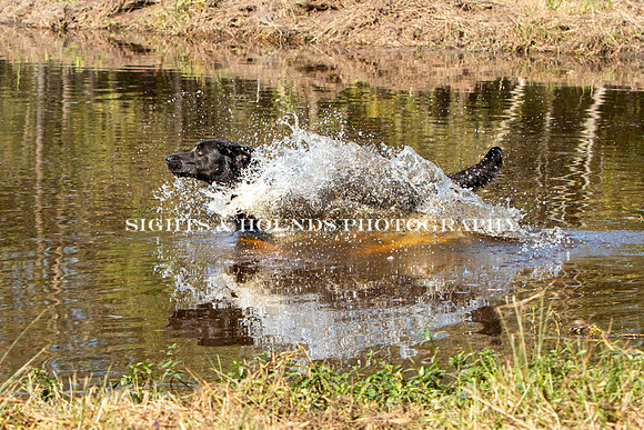 NEUSE RETRIEVER CLUB FALL HUNT TEST 2020