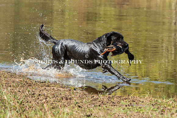 NEUSE RETRIEVER CLUB FALL HUNT TEST 2020