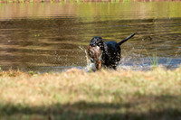 NEUSE RETRIEVER CLUB FALL HUNT TEST 2020