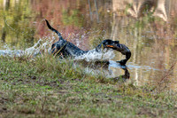 NEUSE RETRIEVER CLUB FALL HUNT TEST 2020