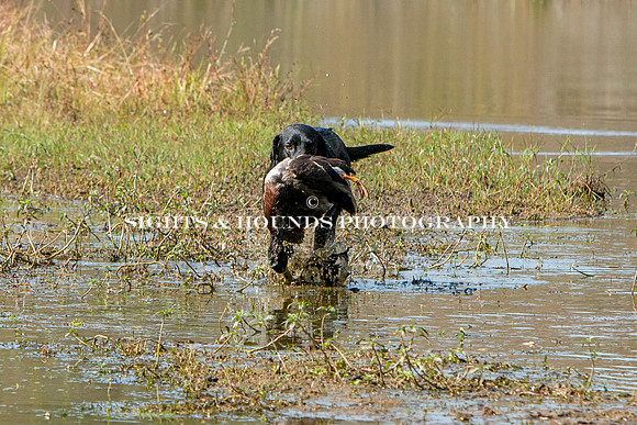 NEUSE RETRIEVER CLUB FALL HUNT TEST 2020