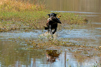 NEUSE RETRIEVER CLUB FALL HUNT TEST 2020