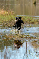 NEUSE RETRIEVER CLUB FALL HUNT TEST 2020