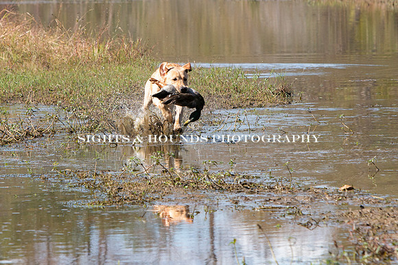 NEUSE RETRIEVER CLUB FALL HUNT TEST 2020