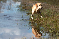 NEUSE RETRIEVER CLUB FALL HUNT TEST 2020