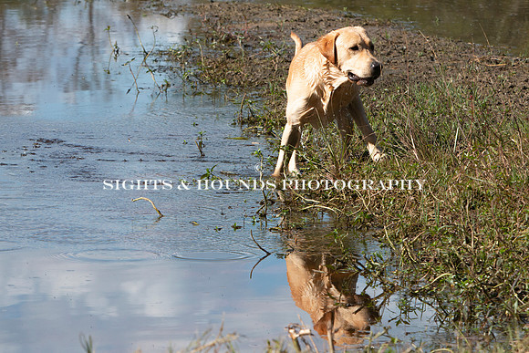 NEUSE RETRIEVER CLUB FALL HUNT TEST 2020