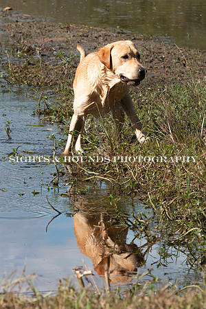 NEUSE RETRIEVER CLUB FALL HUNT TEST 2020