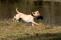 NEUSE RETRIEVER CLUB FALL HUNT TEST 2020