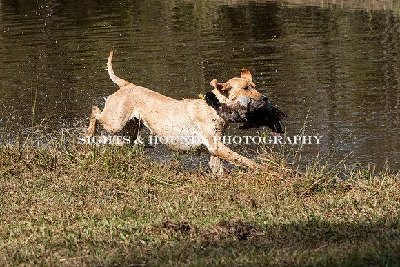 NEUSE RETRIEVER CLUB FALL HUNT TEST 2020
