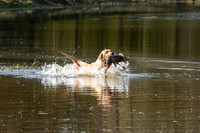 NEUSE RETRIEVER CLUB FALL HUNT TEST 2020