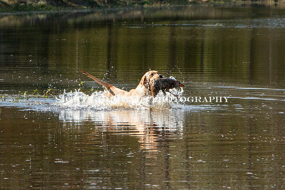 NEUSE RETRIEVER CLUB FALL HUNT TEST 2020