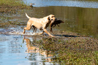 NEUSE RETRIEVER CLUB FALL HUNT TEST 2020