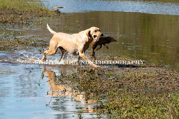NEUSE RETRIEVER CLUB FALL HUNT TEST 2020